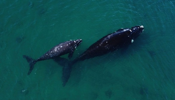 Southern right whale (Eubalaena australis)