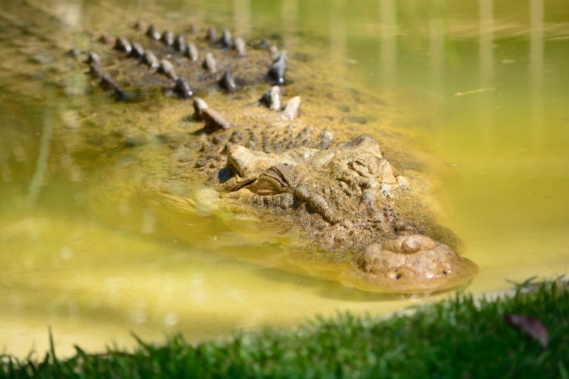 British Safari Guide Spent 15 Hours Clinging to His Truck After Taking 'Wrong Turn' Into Crocodile-Infested Waters