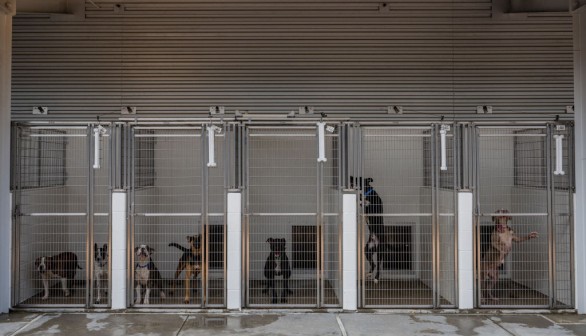 A photo of dogs in shelter