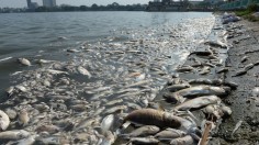 TOPSHOT-VIETNAM-ENVIRONMENT-POLLUTION-FISH-DEATH