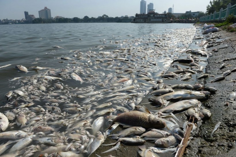 TOPSHOT-VIETNAM-ENVIRONMENT-POLLUTION-FISH-DEATH