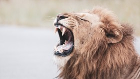 King of the Jungle Contenders: What Animals Can Defeat a Lion?