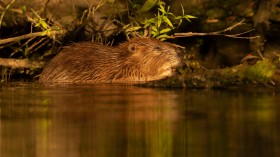 beaver