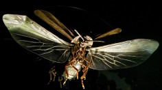  Large scale firefly