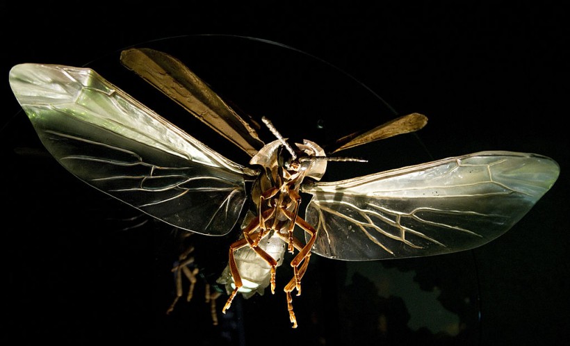  Large scale firefly