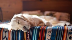 Animal Sleep: Why Do Dogs Sleep So Much?