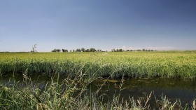 Rice crop