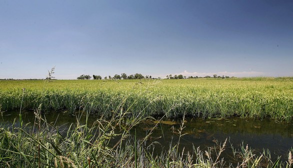 Rice crop