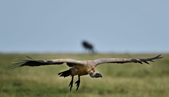 birds of prey in Kenya
