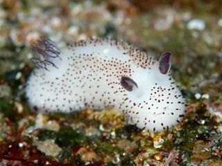 Bunny Seaslug: Why Predators Avoid This Cute Marine Animal?