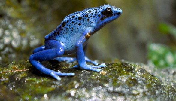 Poisonous Frogs: How to Identify Poisonous from Venomous Animals?