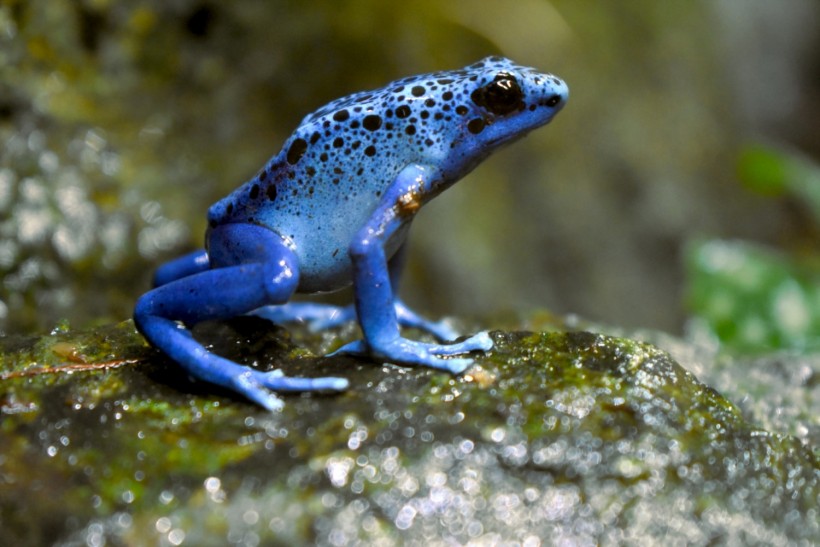 Poisonous Frogs: How to Identify Poisonous from Venomous Animals?