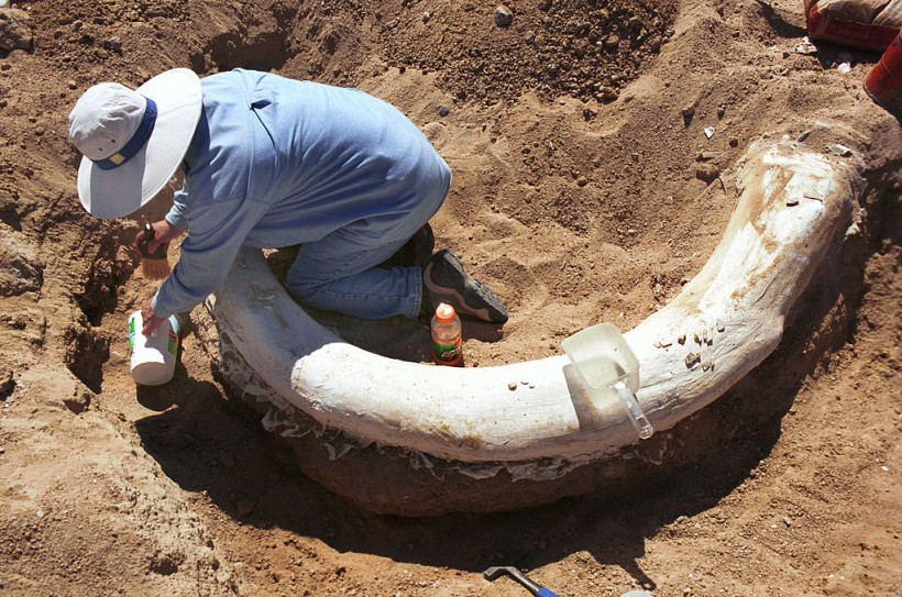 Mammoth Dicovery in Colorado