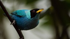 COLOMBIA-BIRD-FAIR