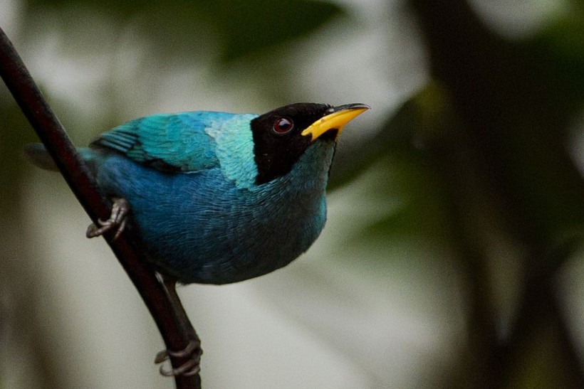 COLOMBIA-BIRD-FAIR