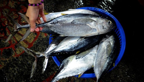 PHILIPPINES-FISHING-CONSERVATION-TUNA