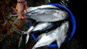 PHILIPPINES-FISHING-CONSERVATION-TUNA