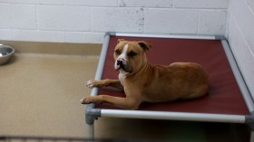 Dog waiting for adoption