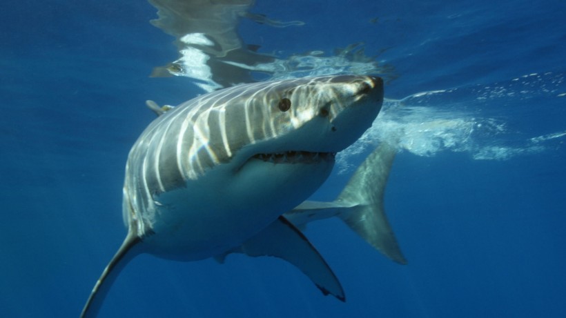 Great White Sharks Return in South African Waters, Likely From Absence of Duo Orcas 'Port' and 'Starboard'