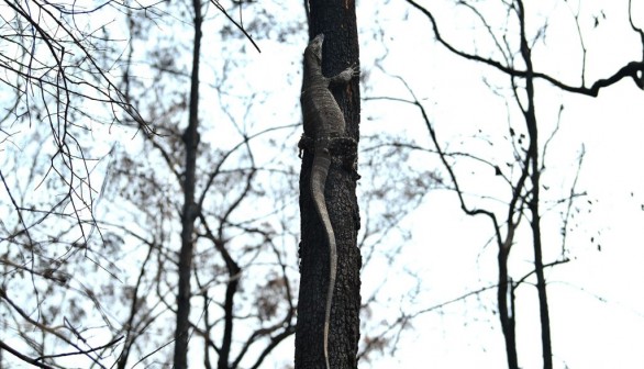 specie of lizard in Australia