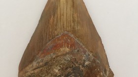 Megalodon Tooth