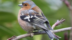 Garden Birds Struggle In Unseasonably Cold Weather