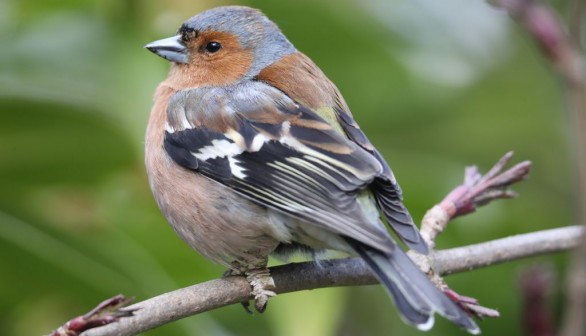 Garden Birds Struggle In Unseasonably Cold Weather