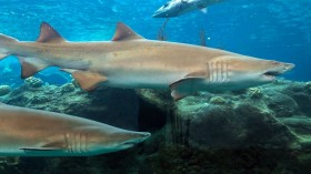 Sand Tiger sharks in Florida