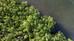 example of mangrove