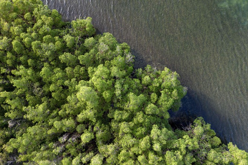example of mangrove