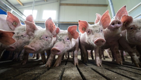 Pig Farmers Fear Losses As Slaughterhouses Remain Closed Following Covid-19 Outbreaks