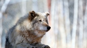 A wolf in Divide, Colorado