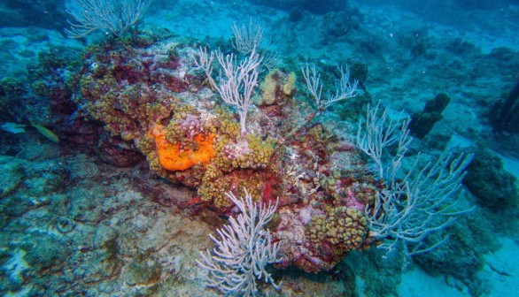 Coral covers 