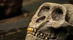 The Real King Kong: Why the World's Largest Ape 'Gigantopithecus Blacki' Went Extinct? Scientists Found the Answer [Study]
