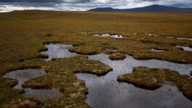 Flow Country’s peatland 