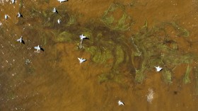 Algal bloom in the US