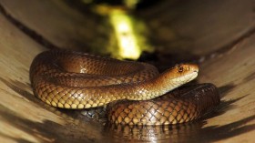 Eastern Brown Snake Attack: Deadly Snake Bites Australian Woman in Her Bed, Placing Her in 'Serious Condition'