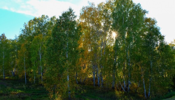 Aerosol Formation Over Siberian Boreal Forest Greater Than Previously Thought, Heat Wave Data Reveals [Study]