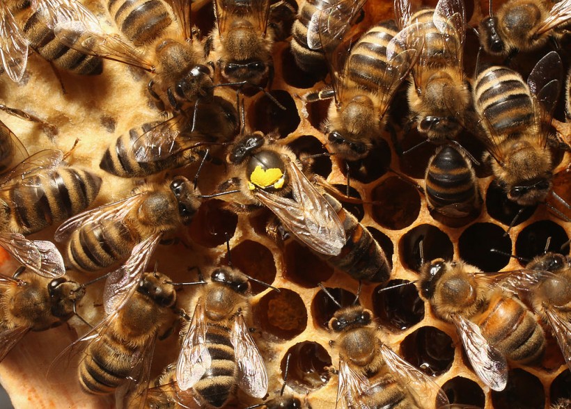 Beekeepers Report Higher Loss Rates In Bee Populations