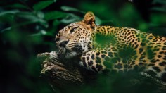 Jaguar vs. Leopard: Which is the Better Hunter?