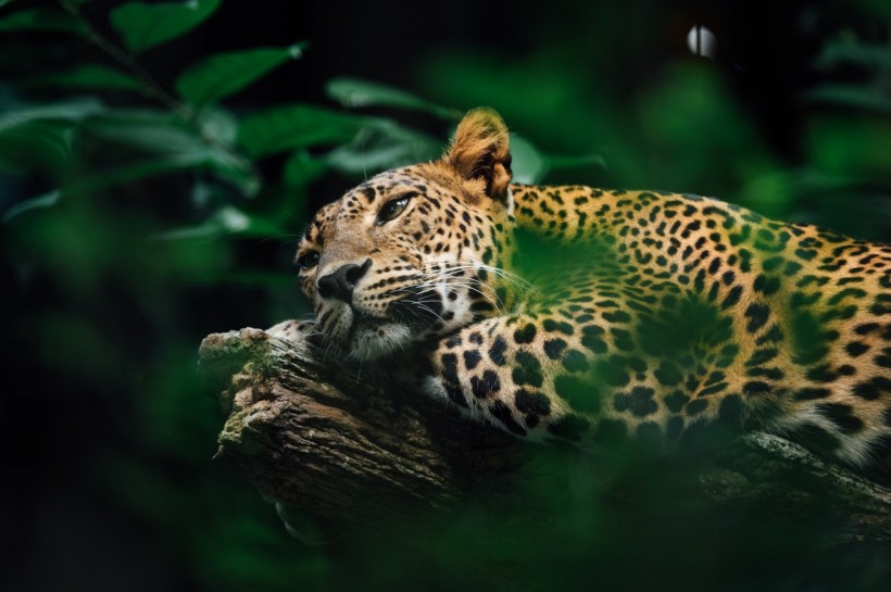 Jaguar vs. Leopard: Which is the Better Hunter?