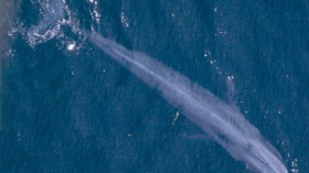 World's Largest Animal: How Big is a Blue Whale?