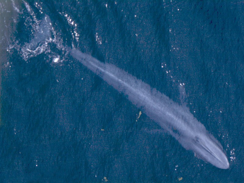 World's Largest Animal: How Big is a Blue Whale?