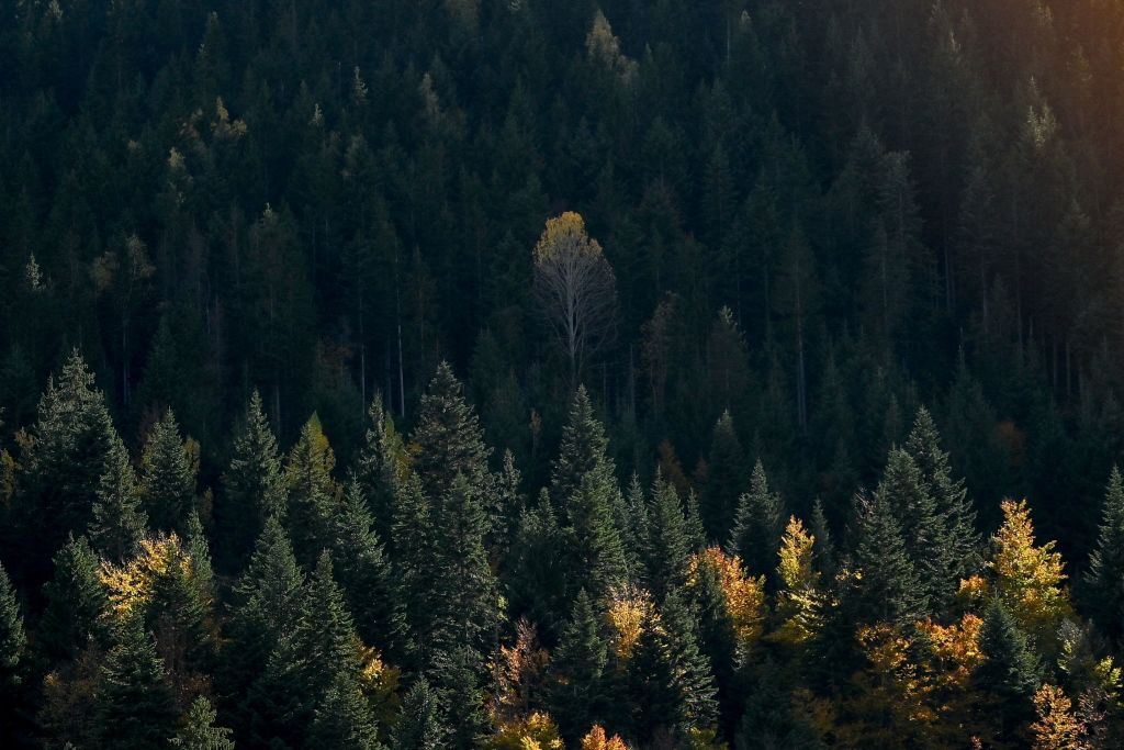 US Forests Face Declining Productivity and Carbon Sequestration Under ...