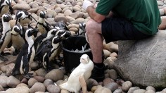 White Penguin with Rare Genetic Mutation Spotted at Scientific Base in Antarctica