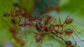 Fire Ant Raft Formation: Experts Warn Rare Ant Behavior Shows Potential for Population Surge Amid Floodwaters in Queensland