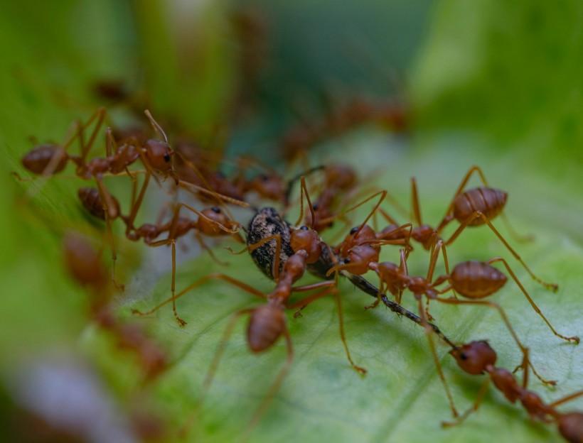Fire Ant Raft Formation: Experts Warn Rare Ant Behavior Shows Potential for Population Surge Amid Floodwaters in Queensland
