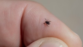 Tick-Borne Diseases: Parasitic Arachnids Pose Serious Threat Than Previously Thought [Study]