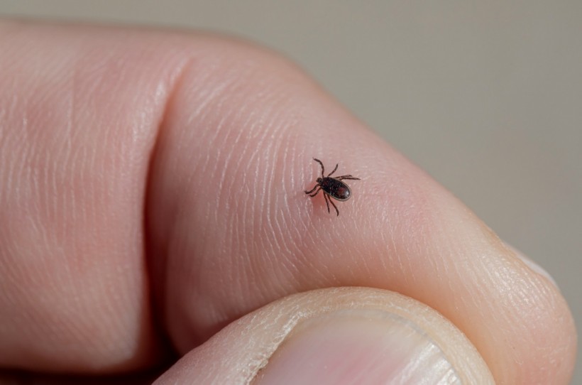 Tick-Borne Diseases: Parasitic Arachnids Pose Serious Threat Than Previously Thought [Study]