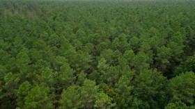 Forest and plants